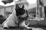 Bartolomeu: A Inspiração por Trás da Logomarca Vörr - Vörr Brasil
